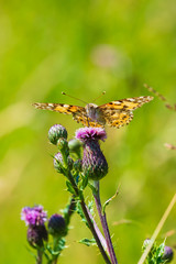 Painted Lady butterfly, vanessa cardu, feeding