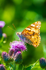 Painted Lady butterfly, vanessa cardu, feeding