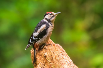 Closeup of a great spotted woodpecker (Dendrocopos major) perched in a forest