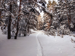 path in the winter forest with views of snow-covered trees in the setting sun