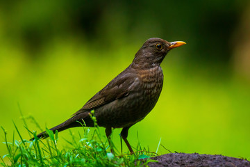 Common Blackbird male bird turdus merula perched in a green meadow