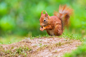 Naklejka na ściany i meble Eurasian red squirrel, Sciurus vulgaris, eating on forest floor