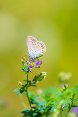  Adonis blue butterfly Polyommatus bellargus resting