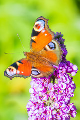 Aglais io, peacock butterfly feeding nectar from a purple butterfly-bush in garden.