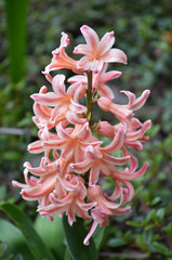 a pink hyacinthin the garden