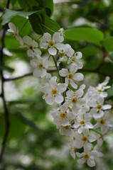 blooming cherry tree in spring