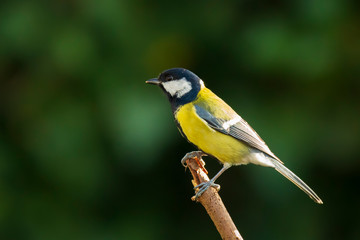 Fototapeta premium Great tit Parus major bird closeup