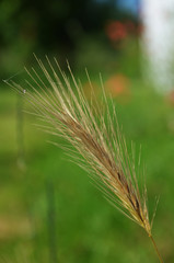 a golden ear of wheat