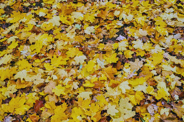 Nahaufnahme von buntem Herbstlaub
