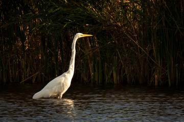 Great egret Ardea alba waterfowl closeup