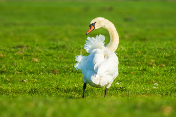 Mute swan, Cygnus olor, on farmland