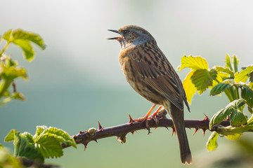 Dunnock Prunella modularis bird singing Springtime