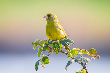 Greenfinch Chloris chloris bird singing