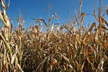 Autmn corn field