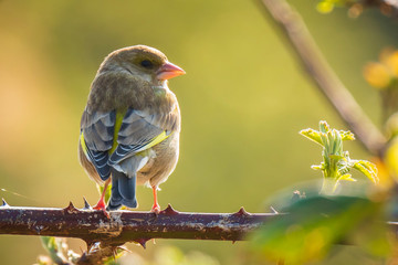 Greenfinch Chloris chloris bird singing