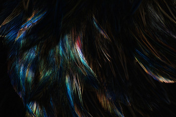 Abstract  art of beautiful paint of feather for texture background and design,Colorful and fancy colored