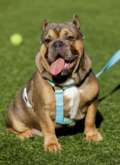 Shorty Bull puppy male taking a breather. Off-leash dog park in Northern California.