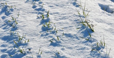 Winter wheat sprouts under the snow.