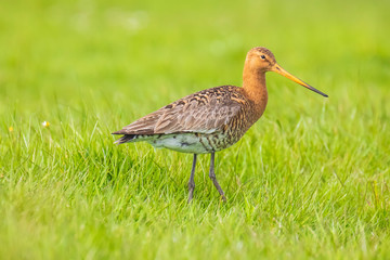 Black-tailed godwit Limosa Limosa foraging in a green meadow