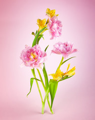 Naklejka na ściany i meble Pink tulip and yellow spring flowers on pink background.