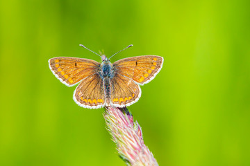 Brown argus butterfly, Aricia agestis female