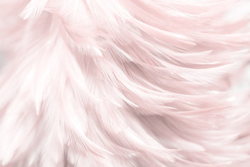 Image nature art of wings bird,Soft pastel detail of design,chicken feather texture,white fluffy...