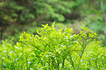 Zielone krzewy © Patdrig Torc