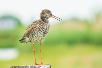 common redshank (tringa totanus) in farmland