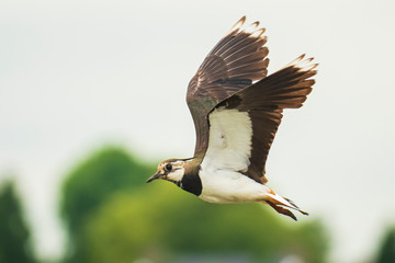 Closeup of a northern lapwing, Vanellus vanellus, bird in flight