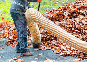 Worker clearing up the red autumn leaves using a leaf blower machine