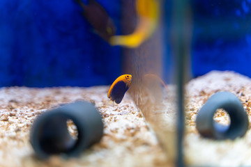 Flameback Angelfish..(Centropyge acanthops) dwarf angelfish from Africa