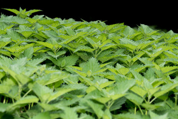Nice macro photo of a group of nettles