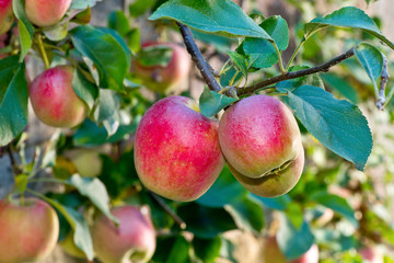 Red apples on the tree in the autumn
