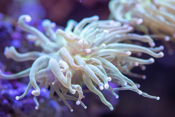Close up of Green Torch Coral (Euphyllia glabrescens) flowing on tides