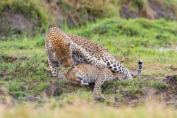  Leopard mating couple Moremi, Botswana