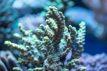 Naklejka na ściany i meble Close up of Green short polyp stony acropora(Acropora sp.) coral's polyps filtering nutrients