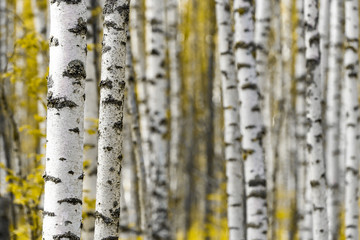 Birch trees with autumn yellow leaves on a sunny day
