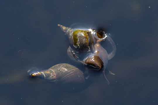 Two Lymnaeidae in the lake water, close-up