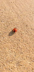 Red ladybug on the pavement, macro. Image 