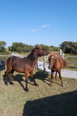 Playful wild horses frolicking around on Assateague Island in Maryland.