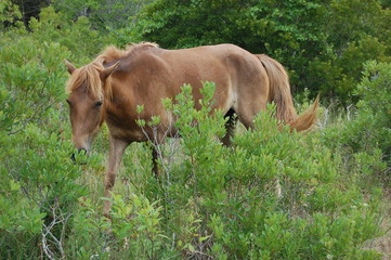 Naklejka na ściany i meble Wild horse wandering through the lush, green vegetation, on Assateague Island in Maryland.