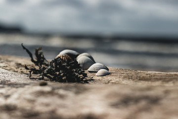 Seashells
