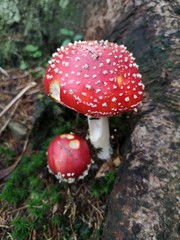 Red poisonous mushroom on the forest floor