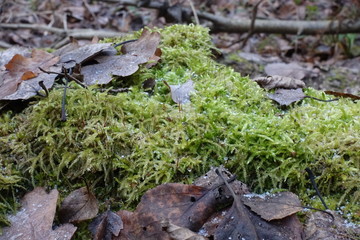 A large fallen tree in the forest is covered with green moss.
