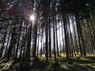 Dense forest trees with the sun in the background