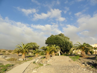 dwarf palm trees under a cloudy sky, Tenerife, Canary Islands, Spain