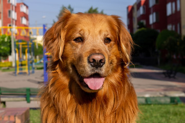 Golden Retriever Bogotá Colombia