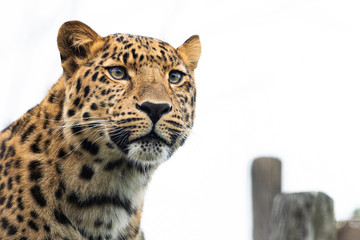 Portrait of a leopard on a cloudy day in winter in a zoo