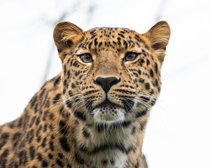 Portrait of a leopard on a cloudy day in winter in a zoo