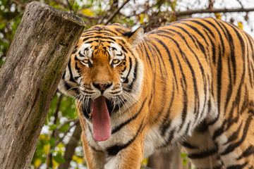 Plakat A tiger with open mouth walking in a zoo